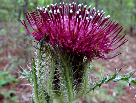 {Cirsium horridulum}